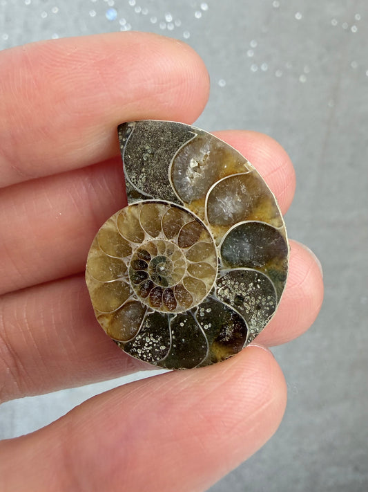 Fossil Ammonitt,Halv