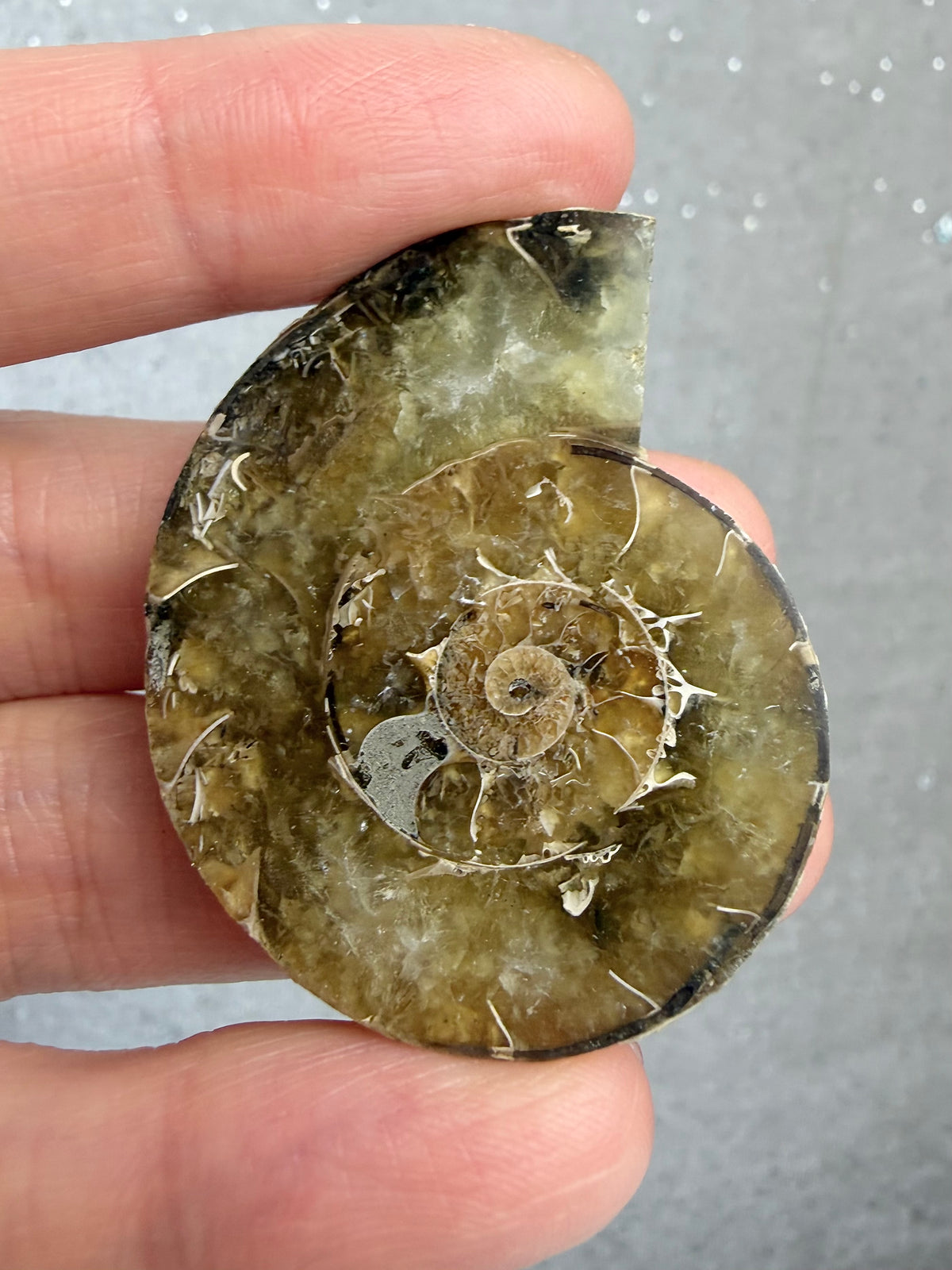 Fossil Ammonitt,Halv