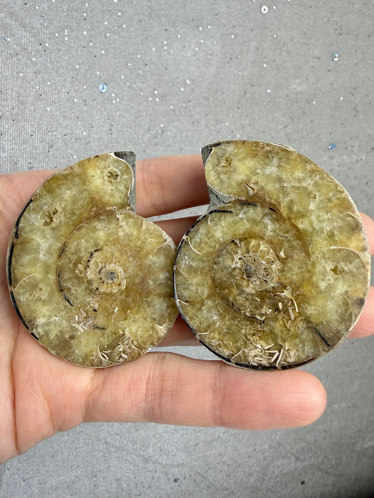 Fossil Ammonitt(1 par)