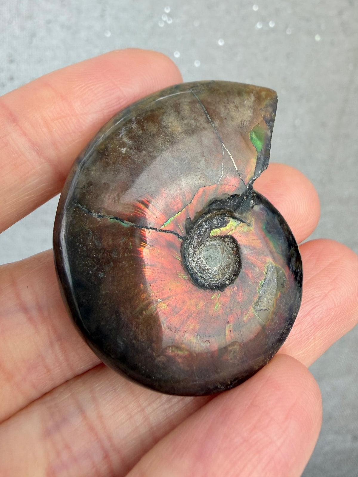 Fossil Ammonitt