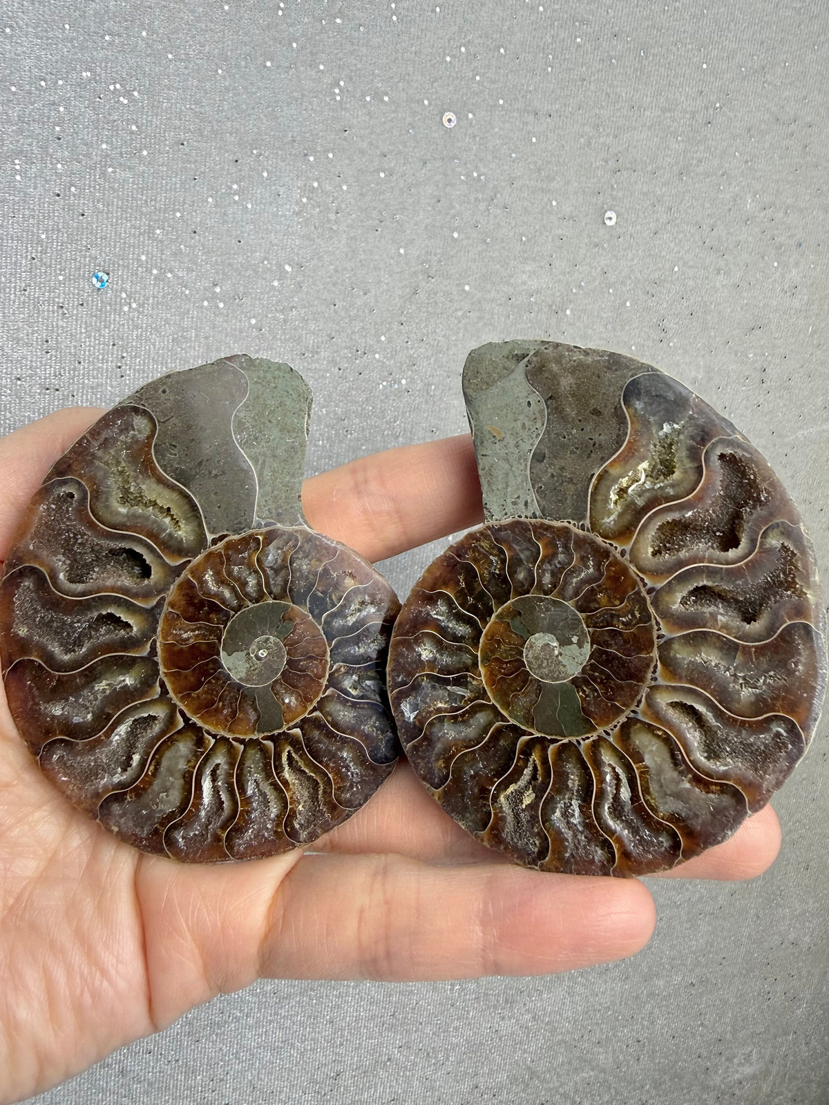 Fossil Ammonitt(1 par)