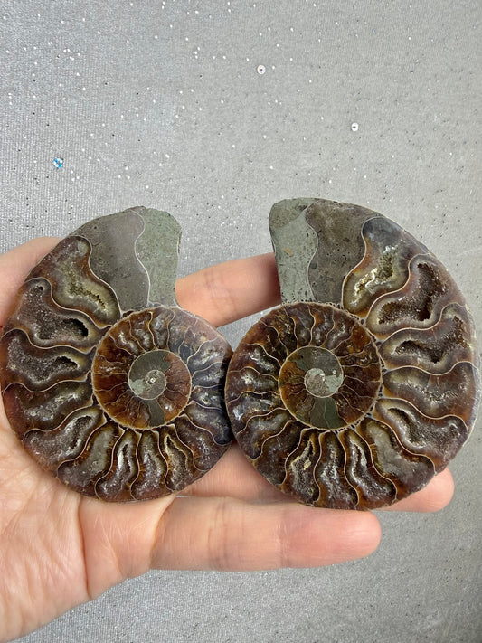 Fossil Ammonitt(1 par)