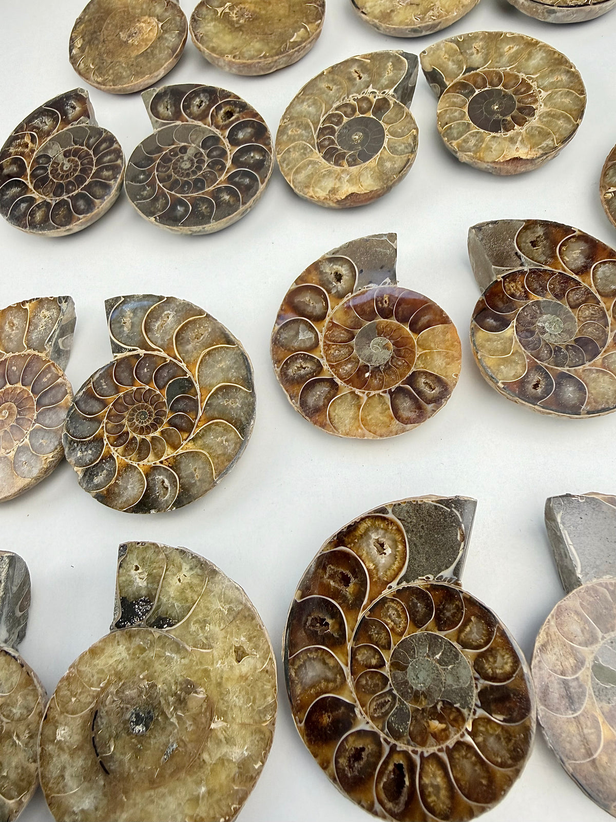 Fossil Ammonitt(1 par)