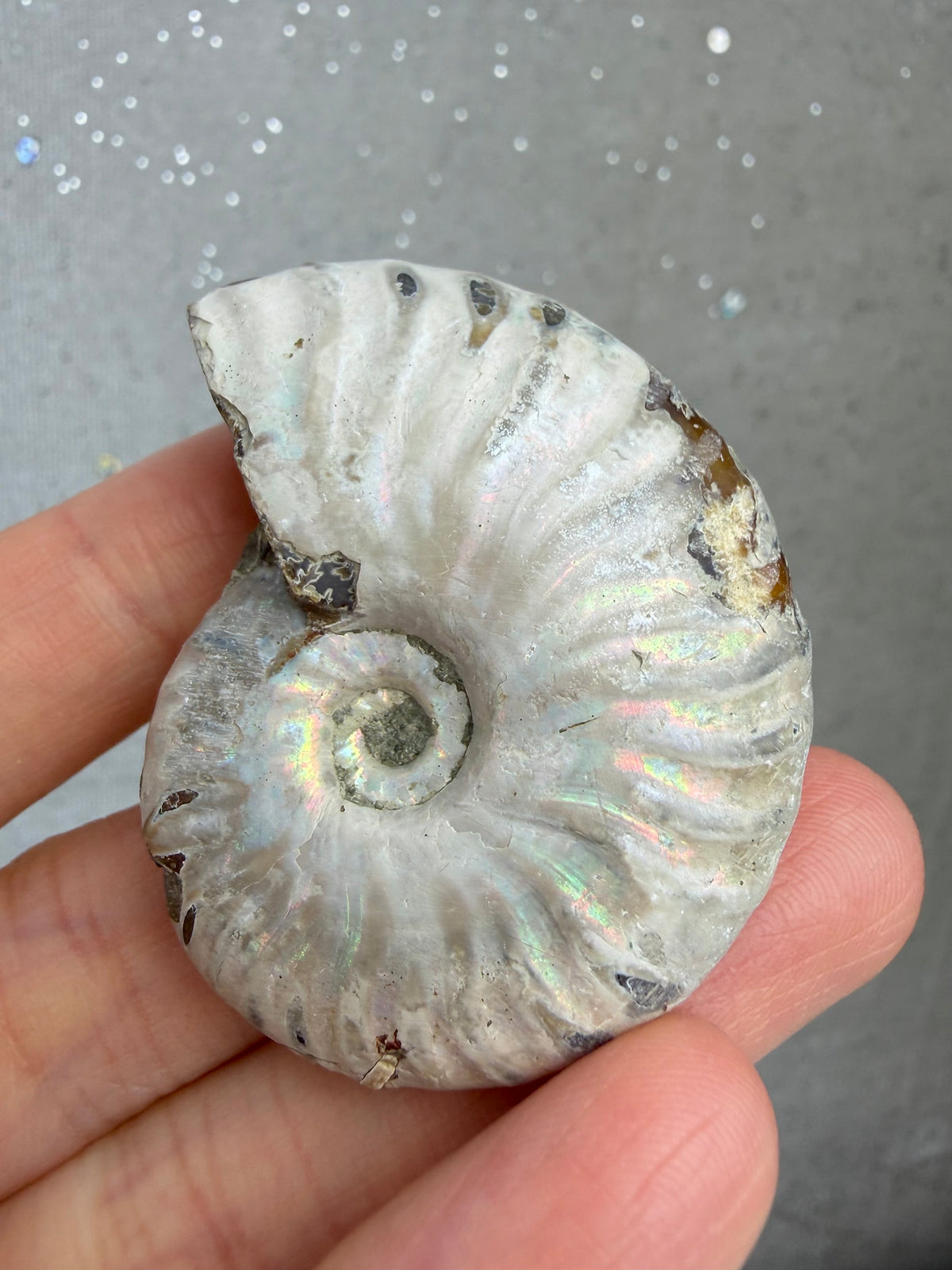 Fossil Ammonitt