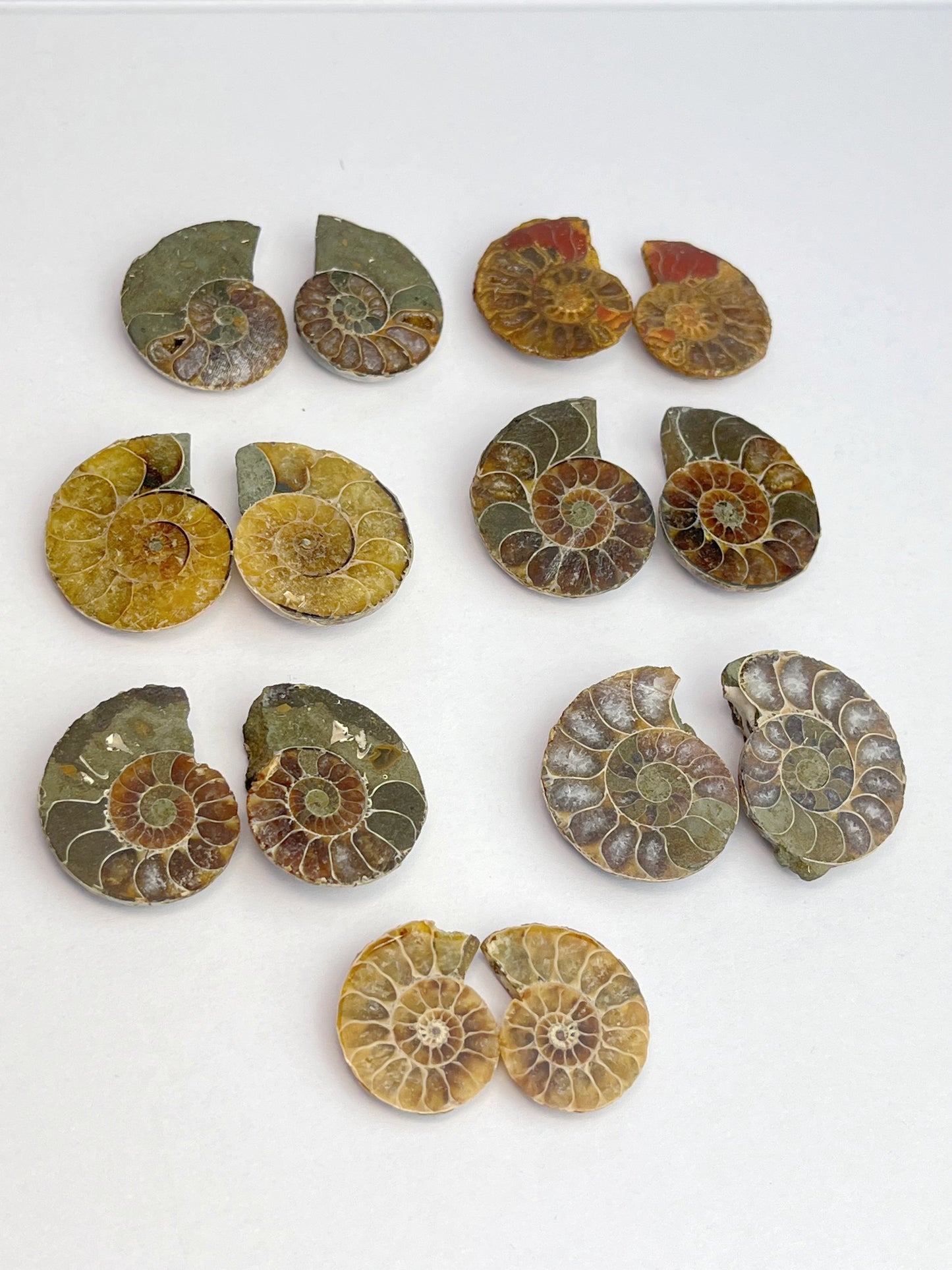 Fossil Ammonitt(1 par)