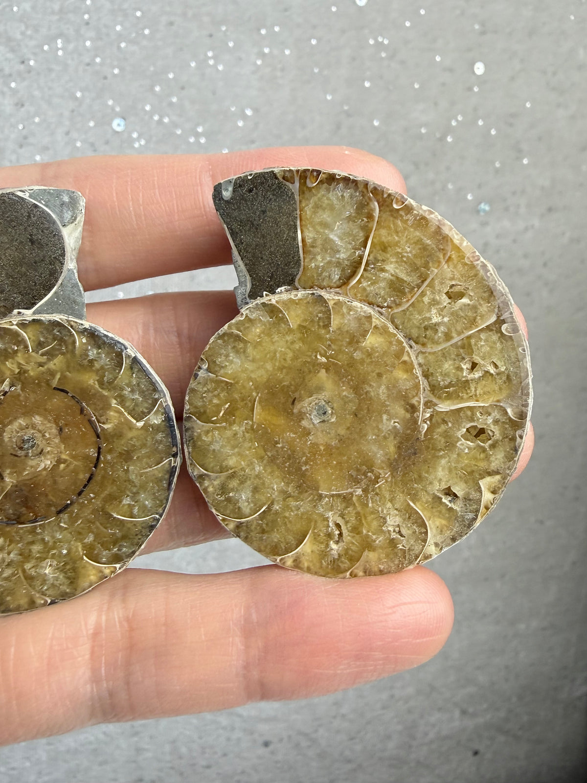 Fossil Ammonitt(1 par)