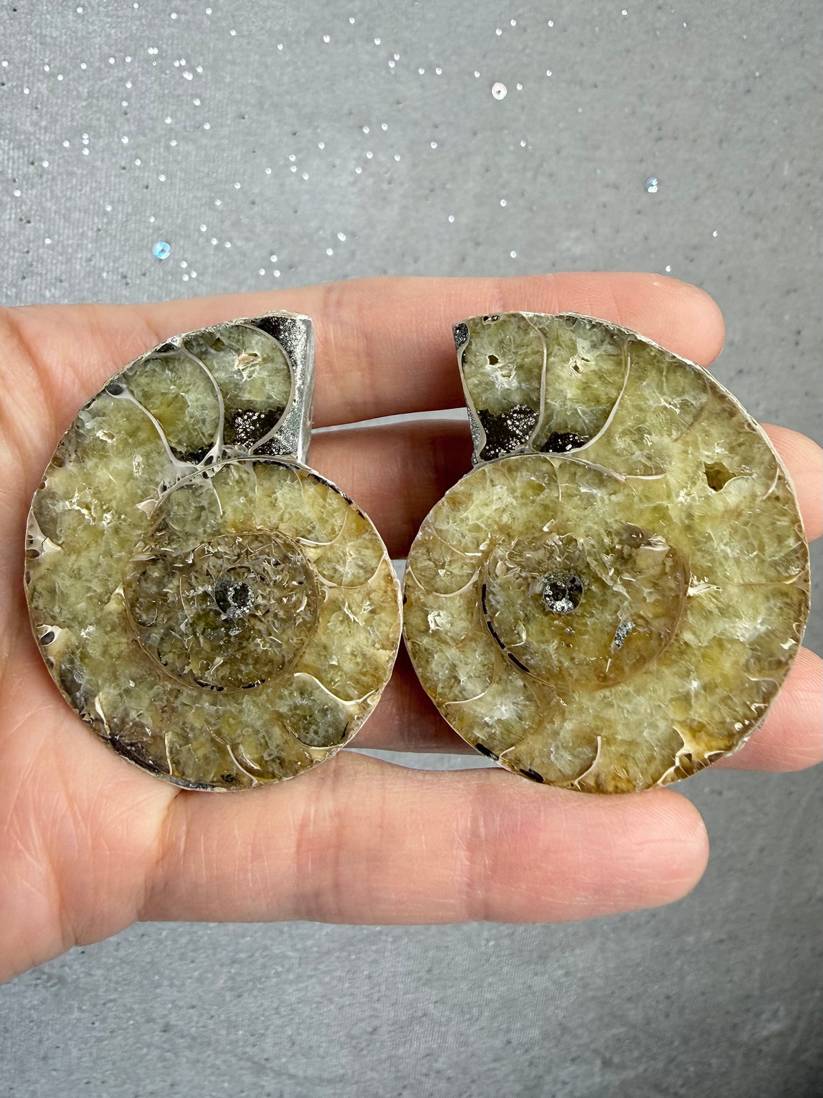 Fossil Ammonitt(1 par)