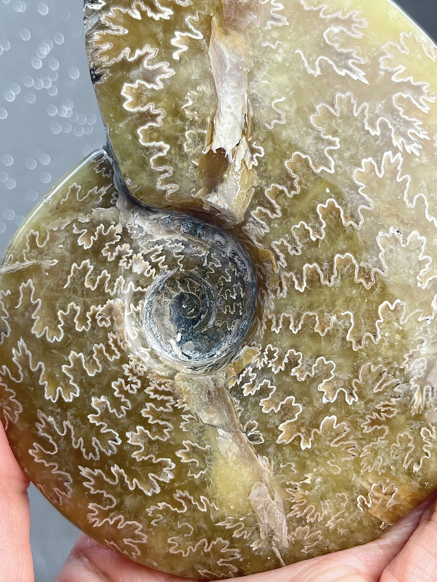 Ammonite XL