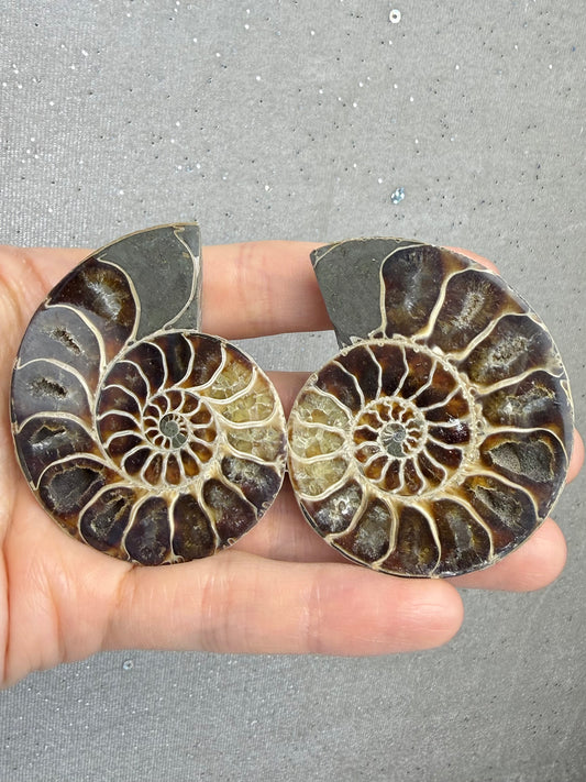 Fossil Ammonitt(1 par)
