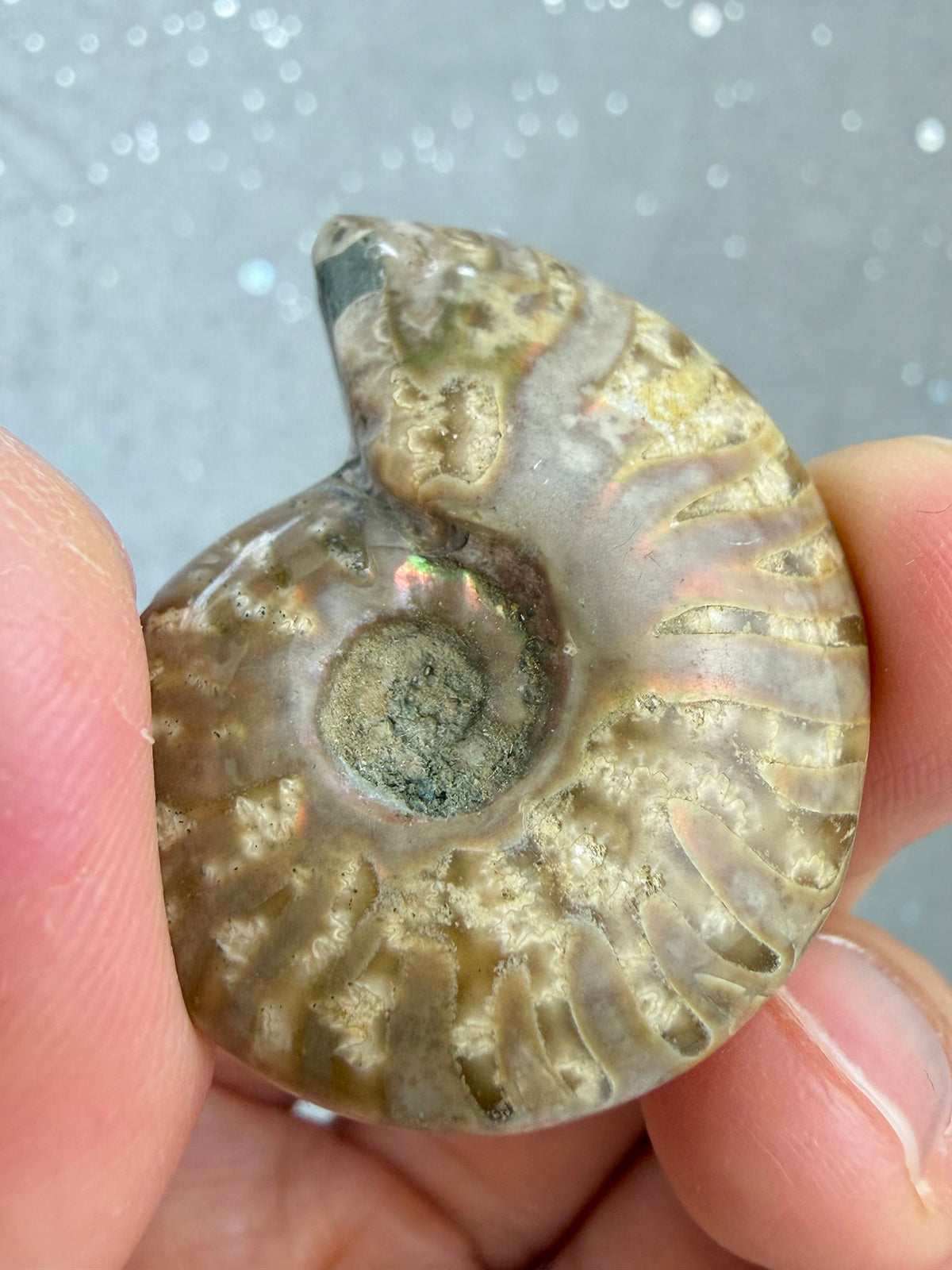 Fossil Ammonitt
