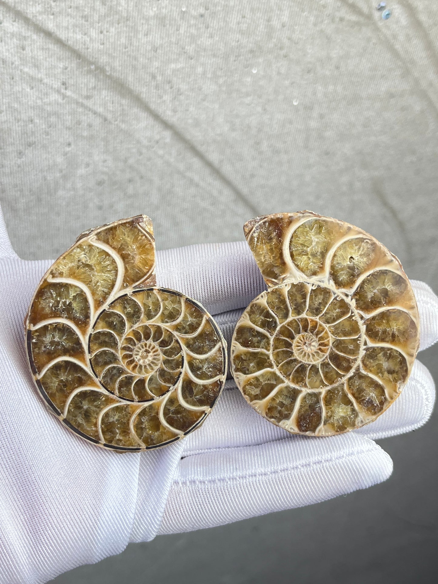 Fossil Ammonitt(1 par)