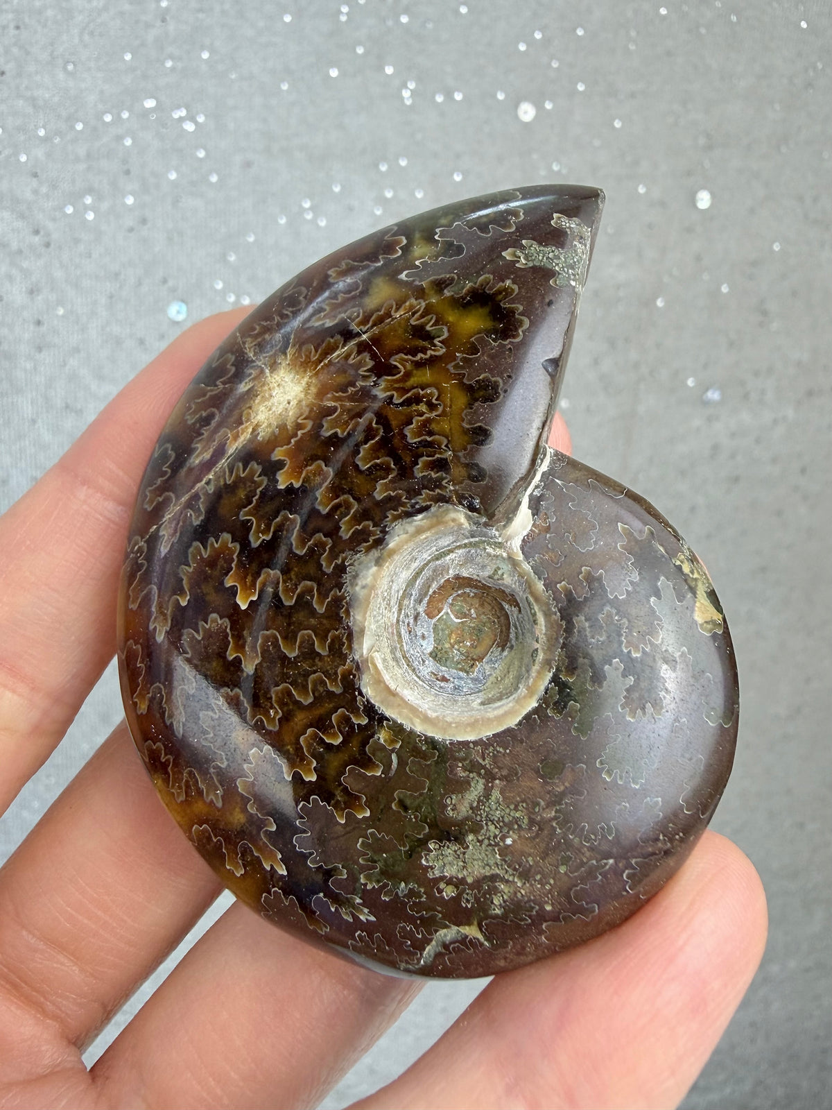 Fossil Ammonitt