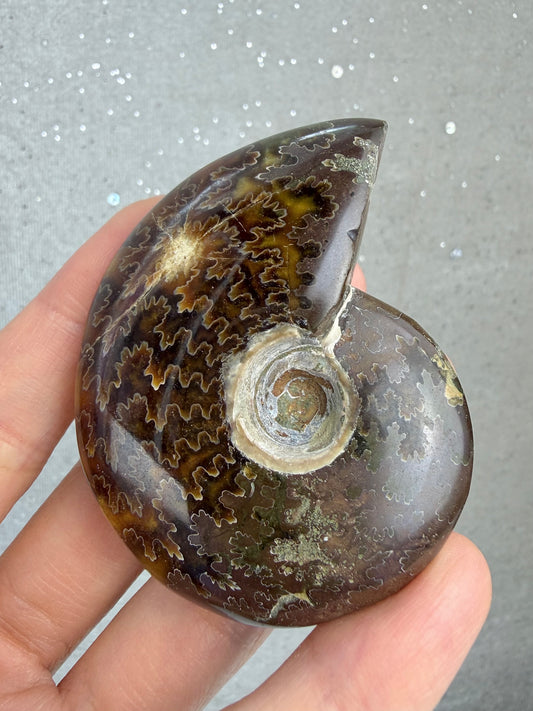 Fossil Ammonitt