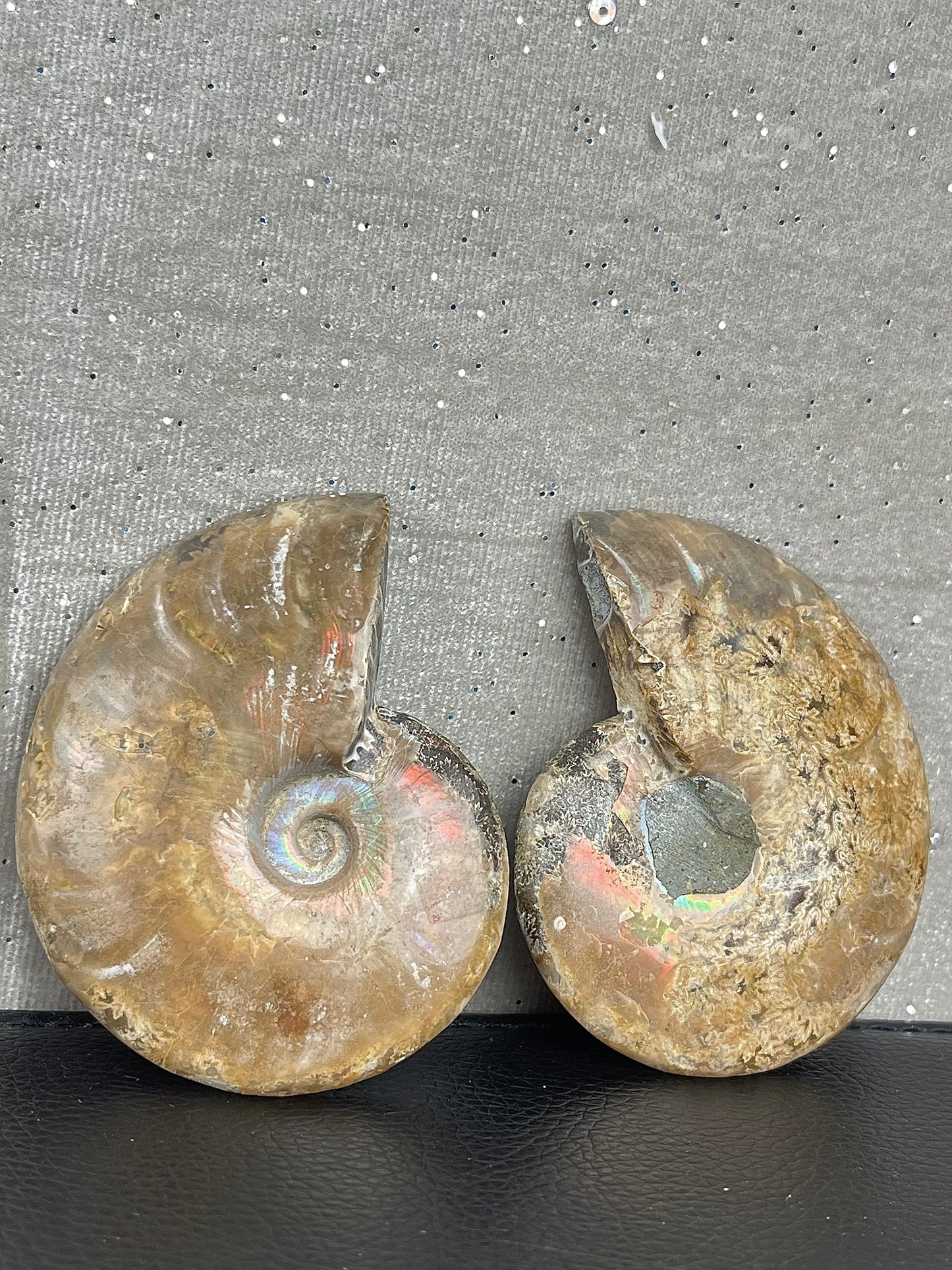 Fossil Ammonitt (1par)