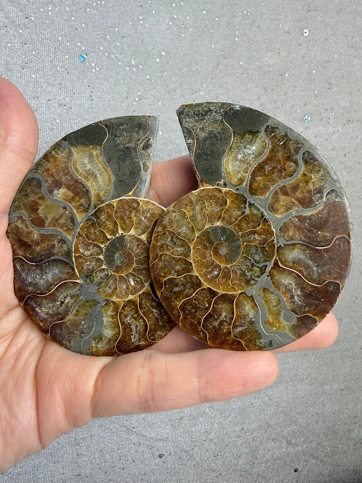 Fossil Ammonitt(1 par)