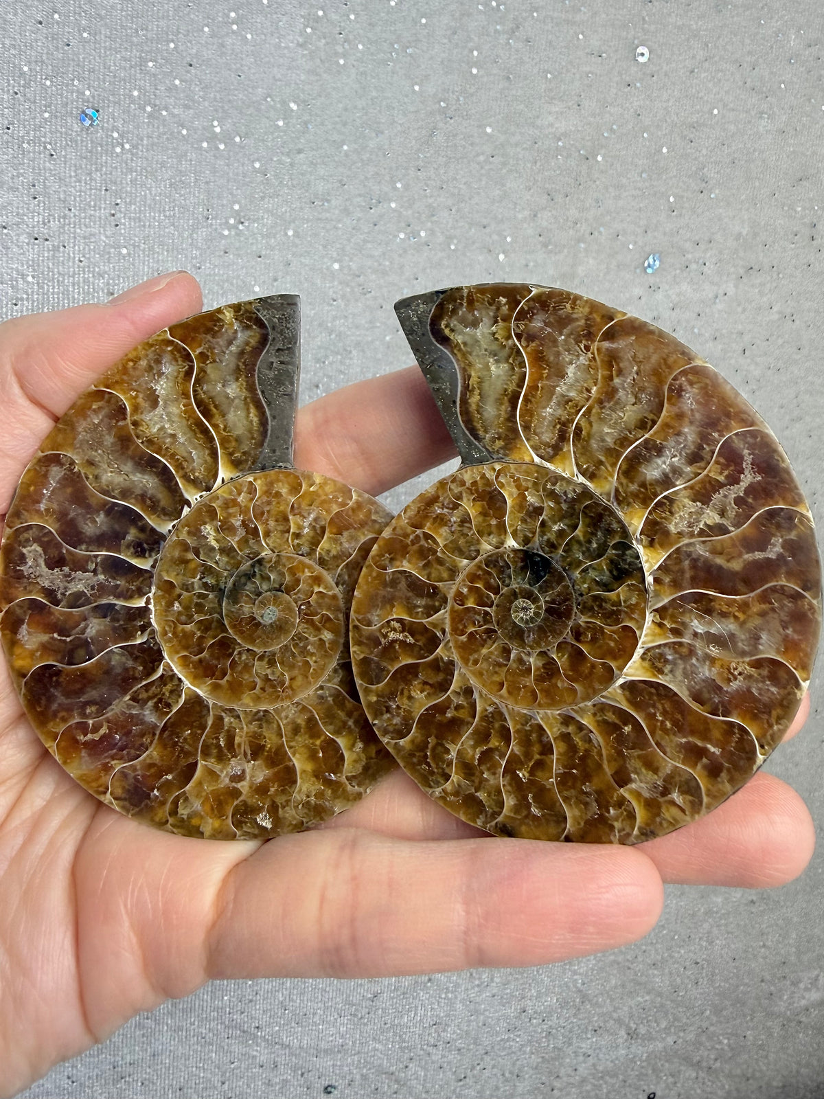 Fossil Ammonitt(1 par)