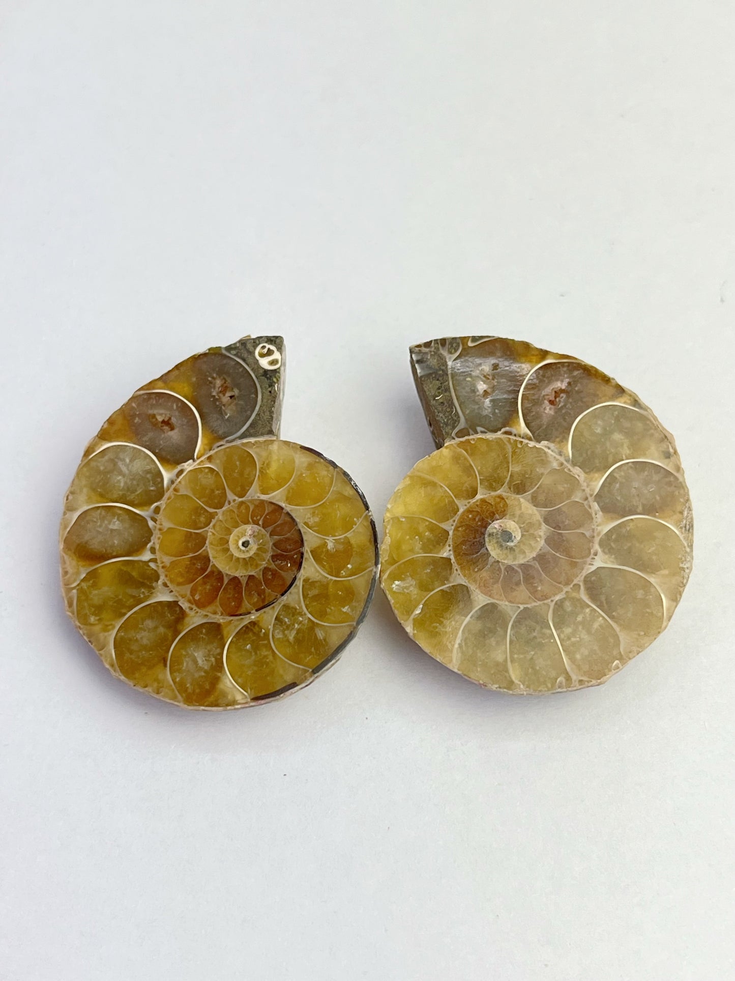 Fossil Ammonitt(1 par)