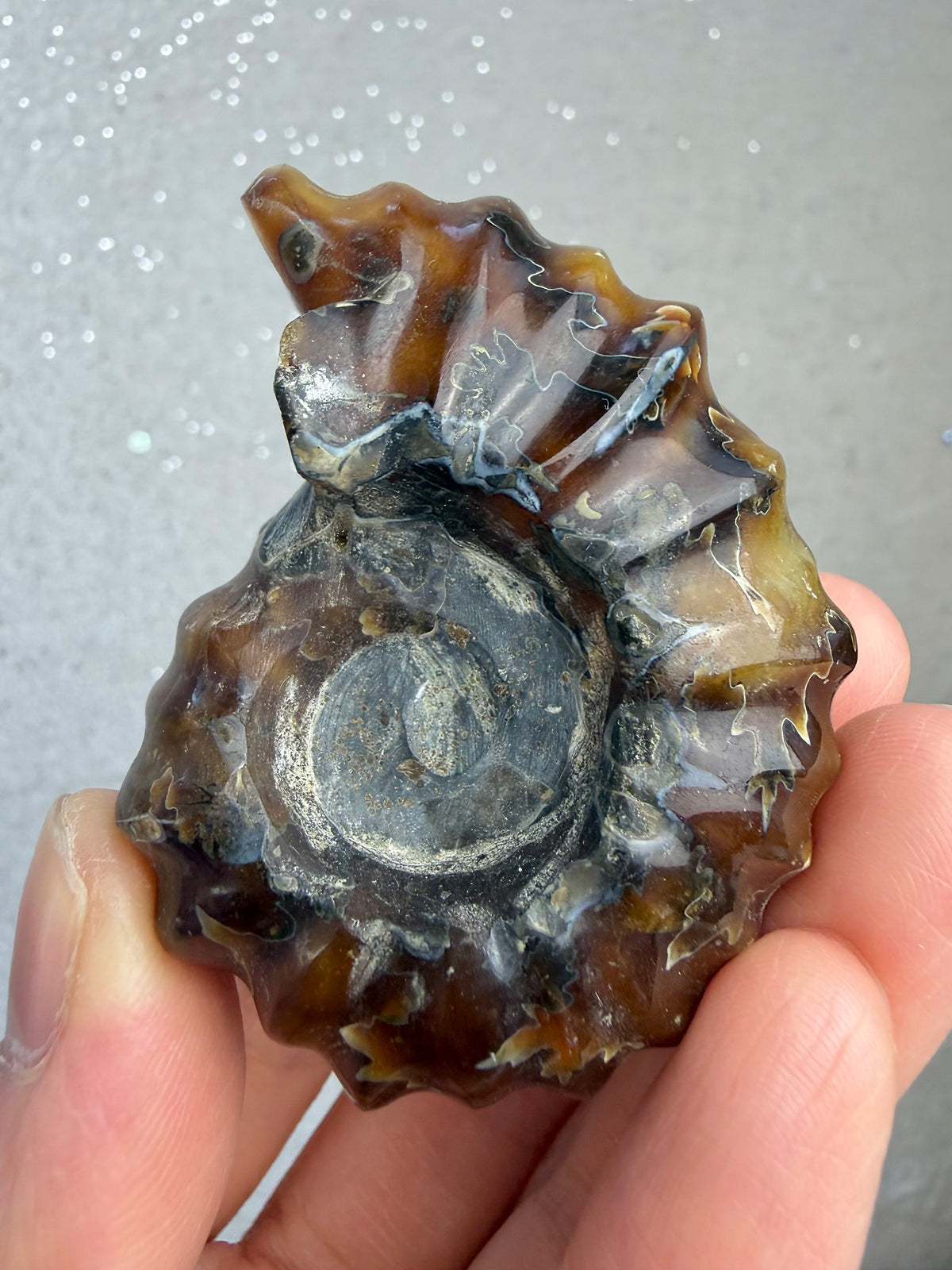 Polert Fossil Ammonitt (Douvilleiceras)