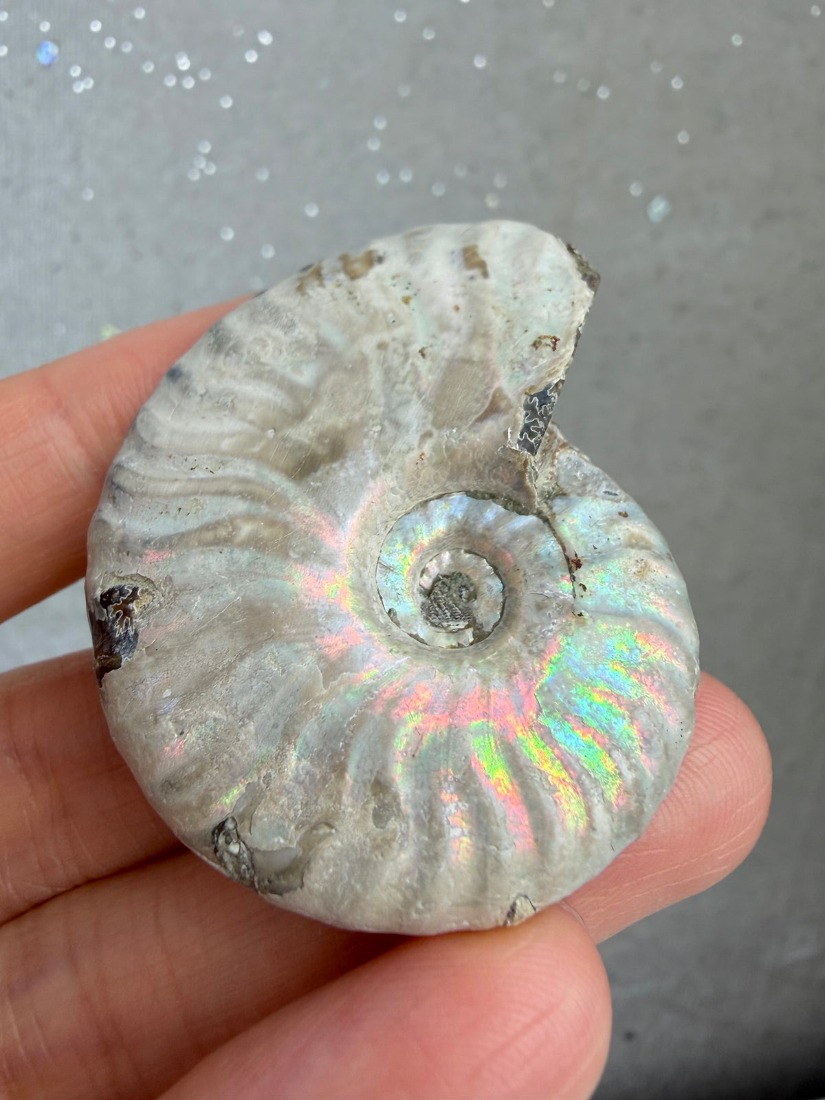 Fossil Ammonitt