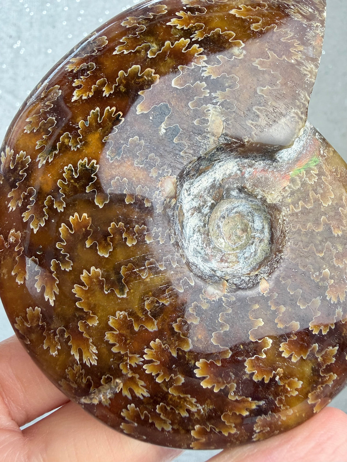 Fossil Ammonitt, God kvalitet