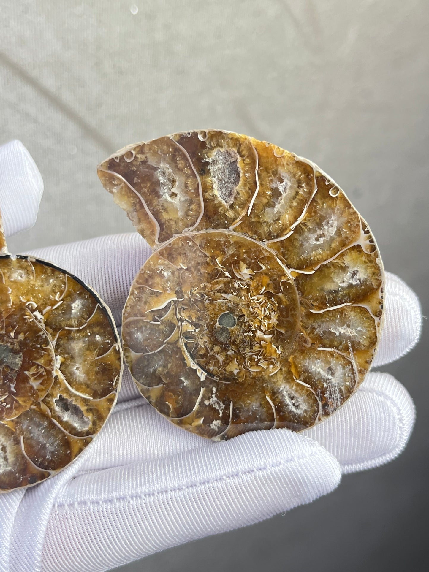 Fossil Ammonitt(1 par)