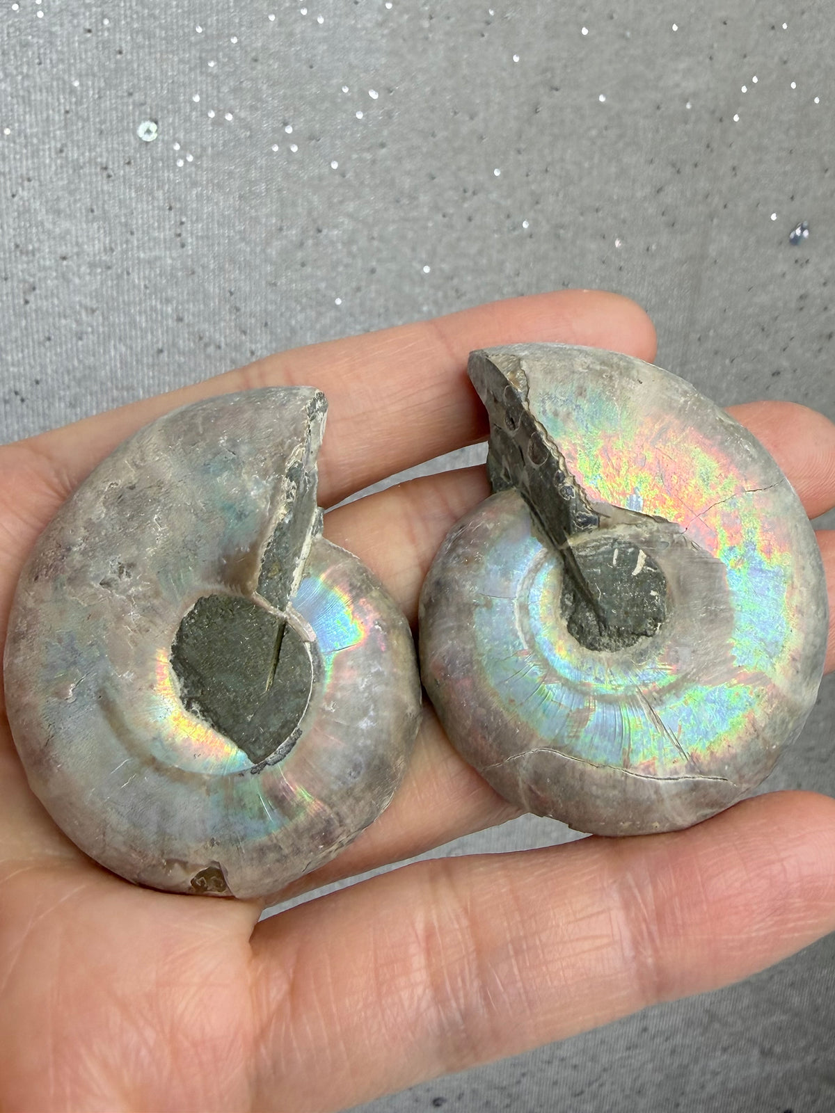 Fossil Ammonitt(1 par)