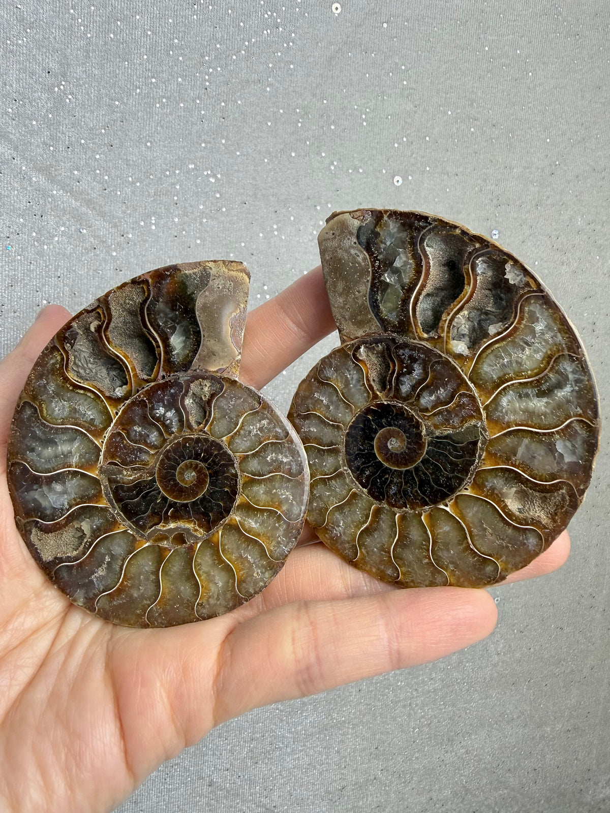 Fossil Ammonitt(1 par)