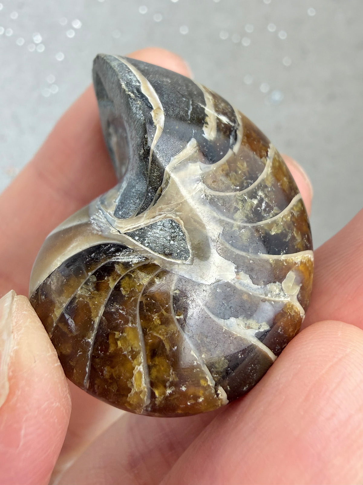 Polert nautilus fossil
