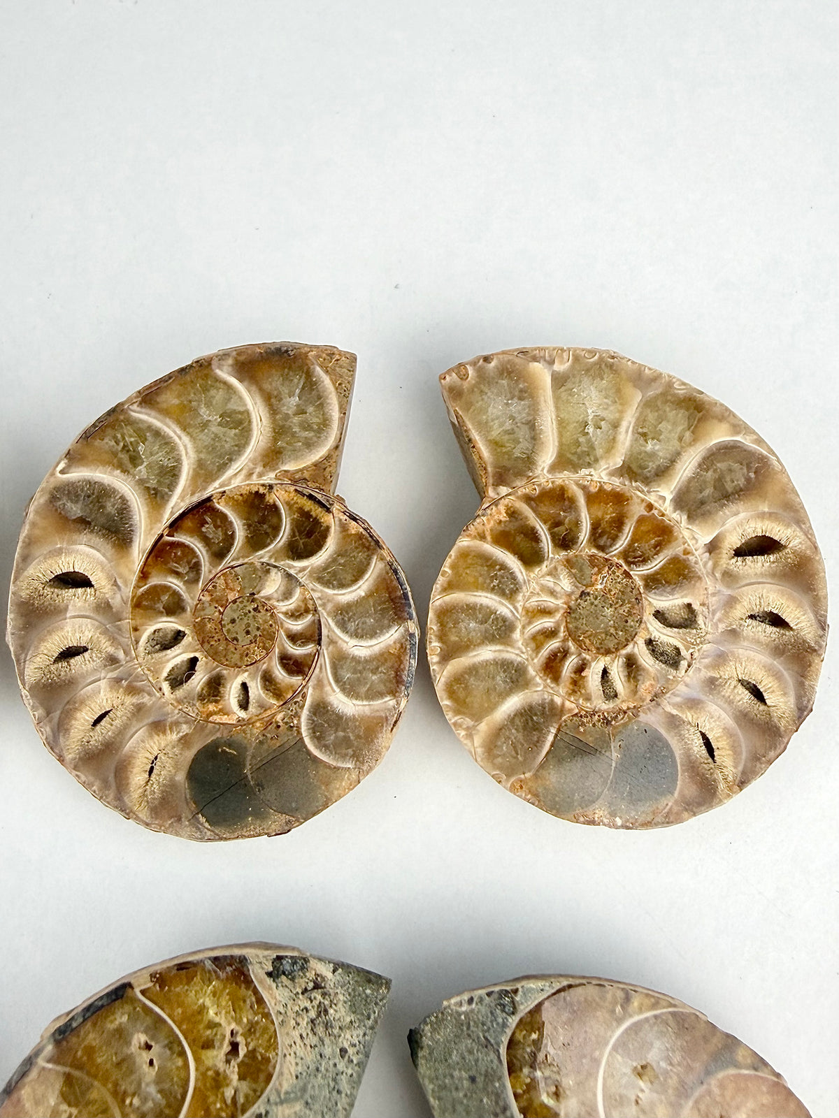 Fossil Ammonitt(1 par)