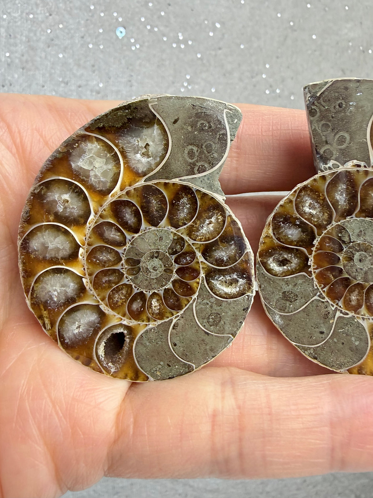 Fossil Ammonitt(1 par)