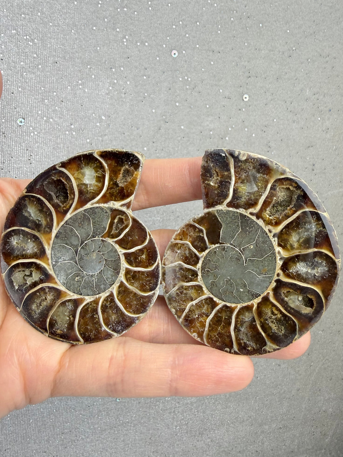 Fossil Ammonitt(1 par)