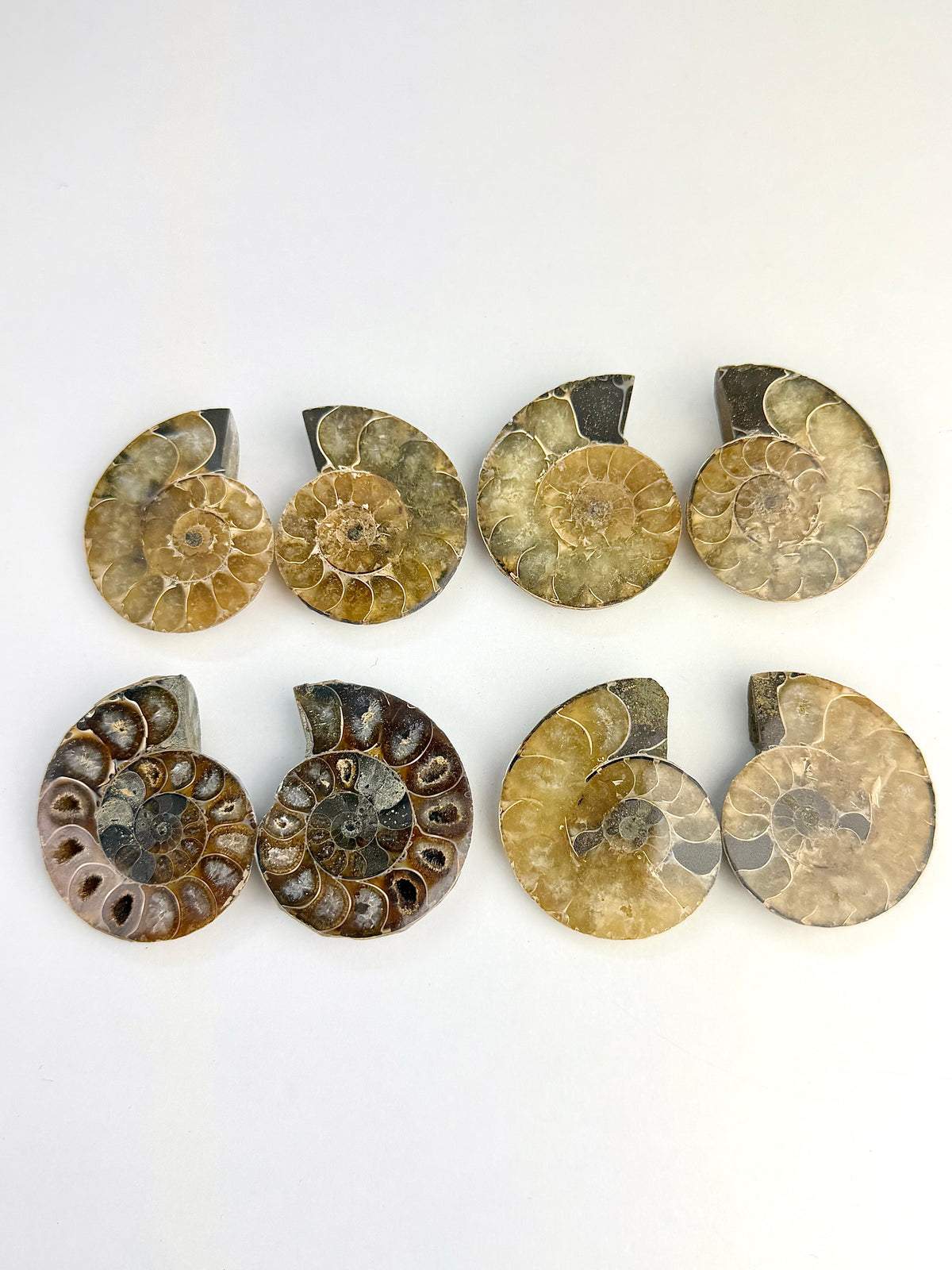 Fossil Ammonitt(1 par)