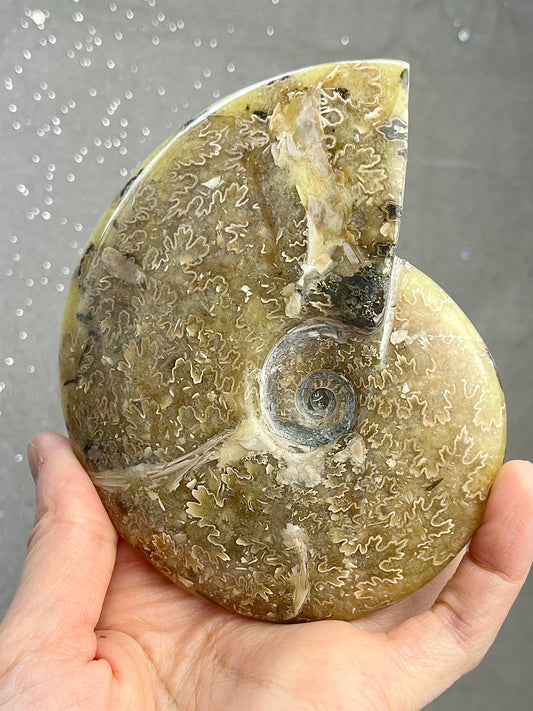 Ammonite XL