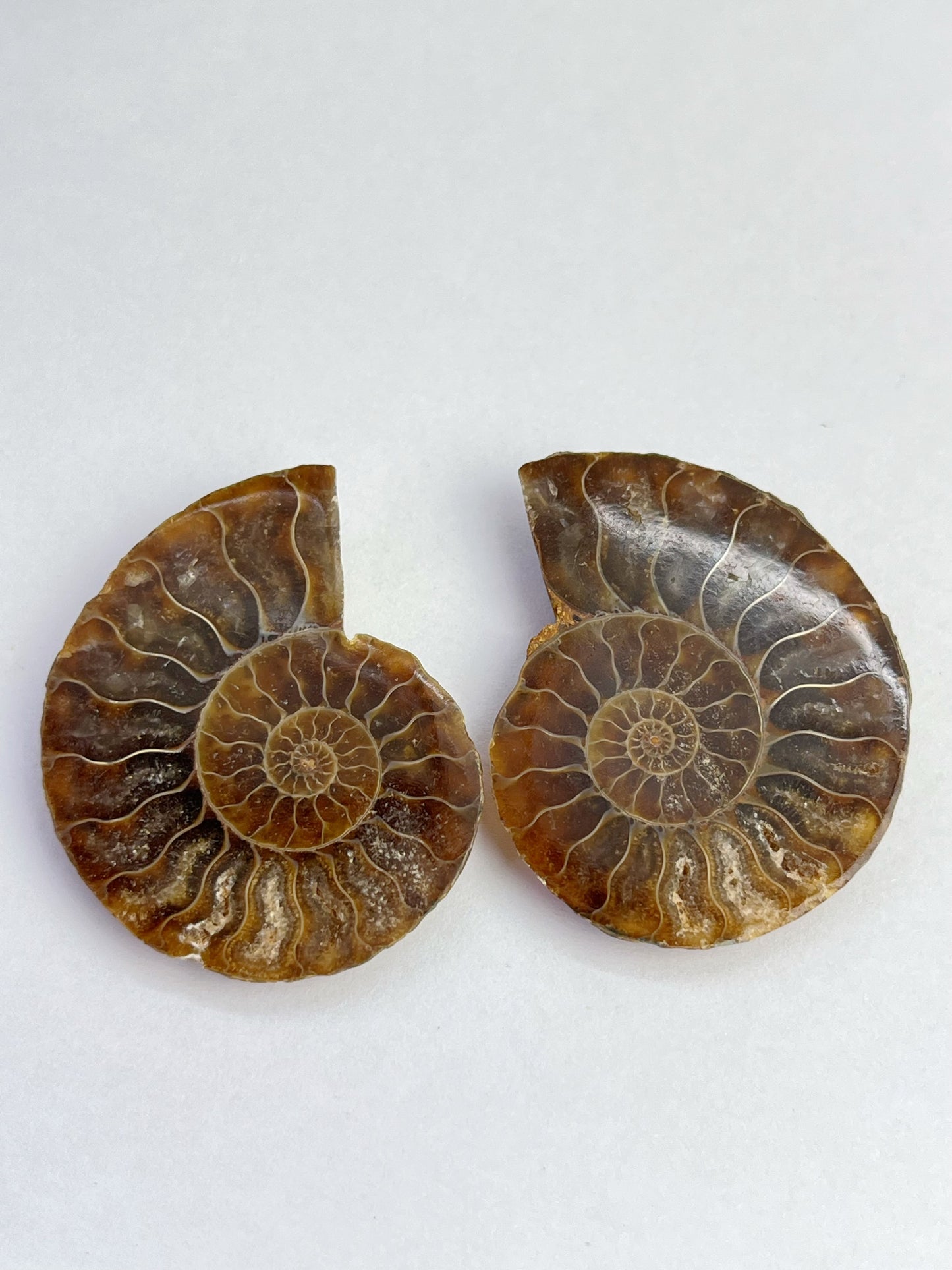 Fossil Ammonitt(1 par)