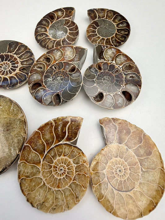 Fossil Ammonitt(1 par)