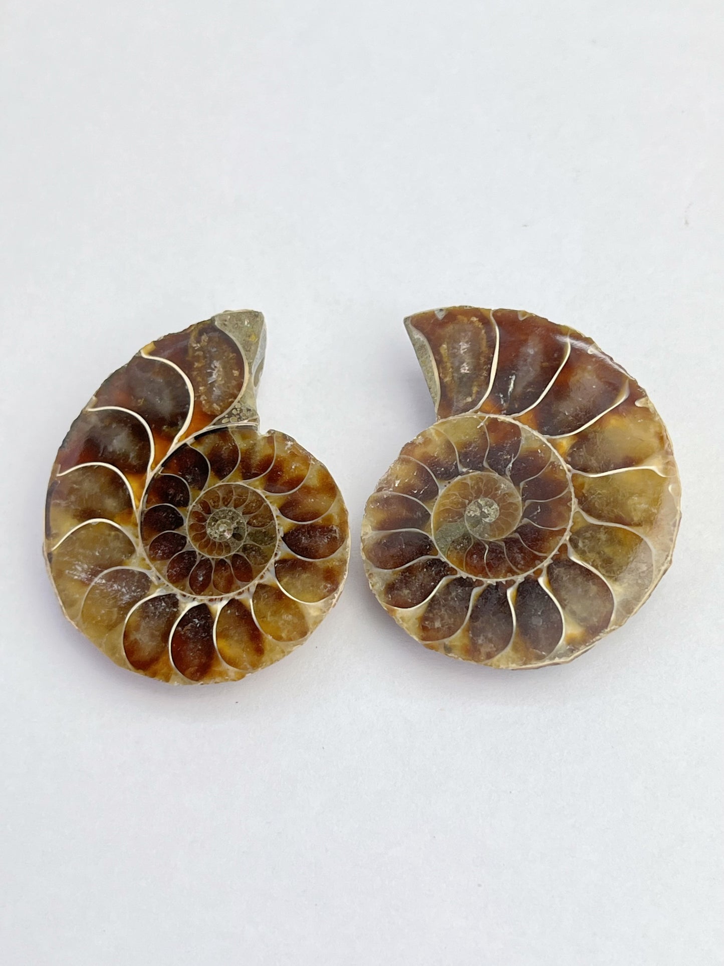 Fossil Ammonitt(1 par)