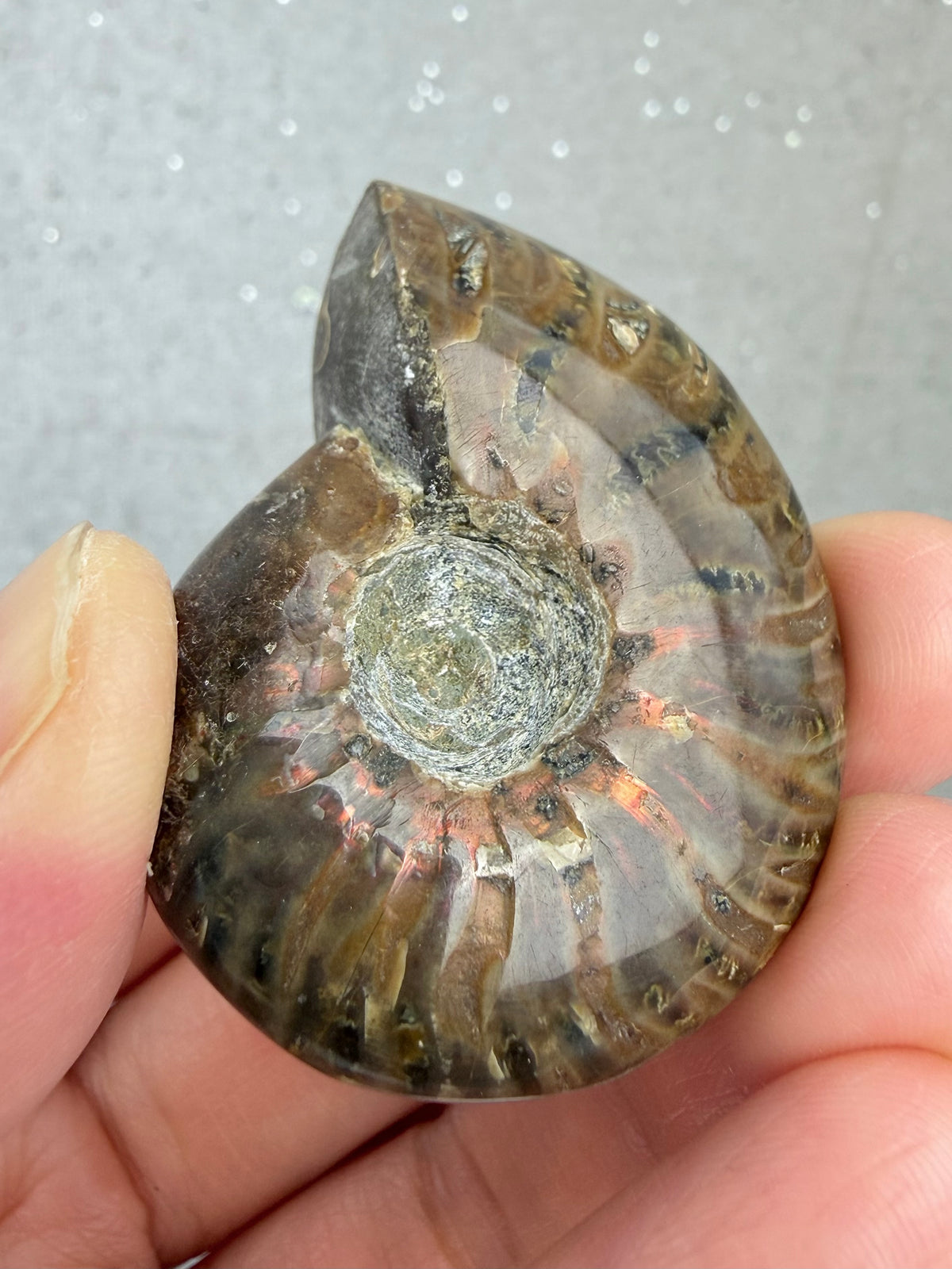 Fossil Ammonitt