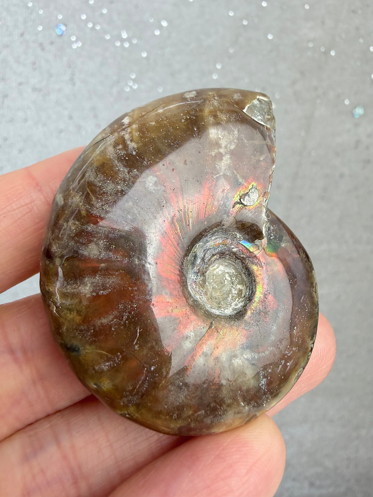 Fossil Ammonitt