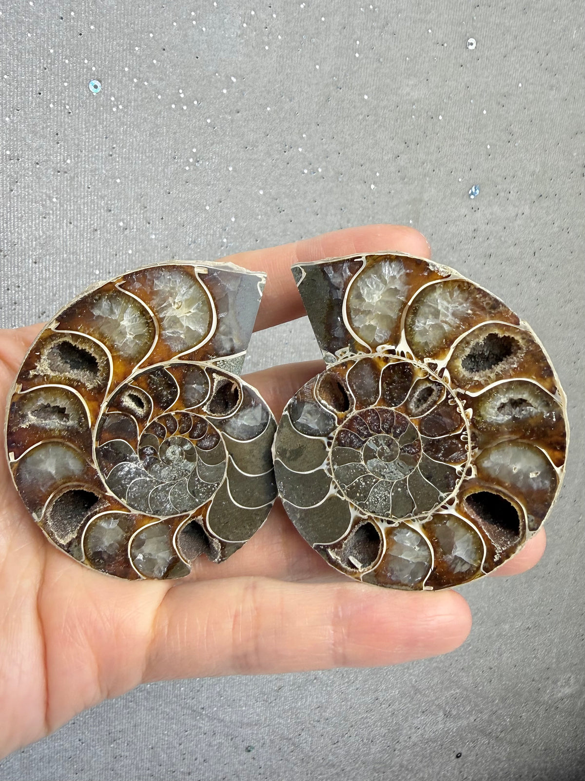 Fossil Ammonitt(1 par)
