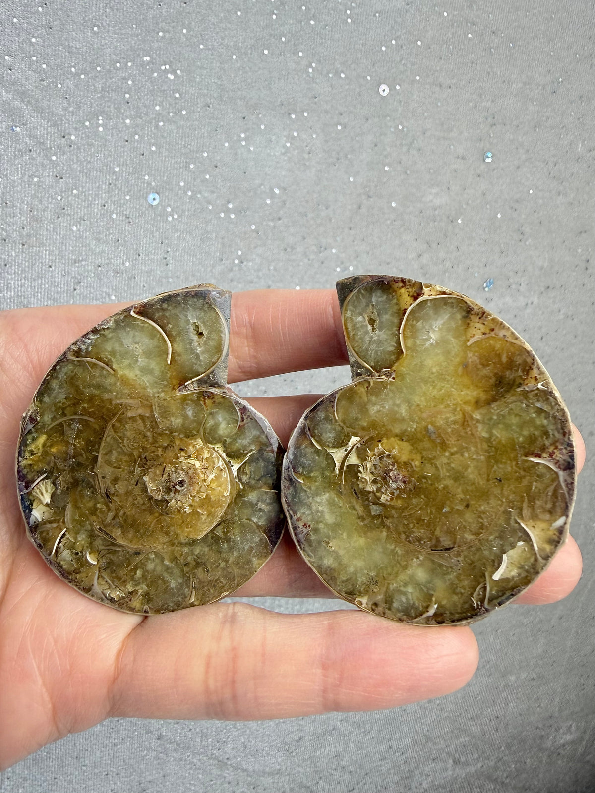 Fossil Ammonitt(1 par)