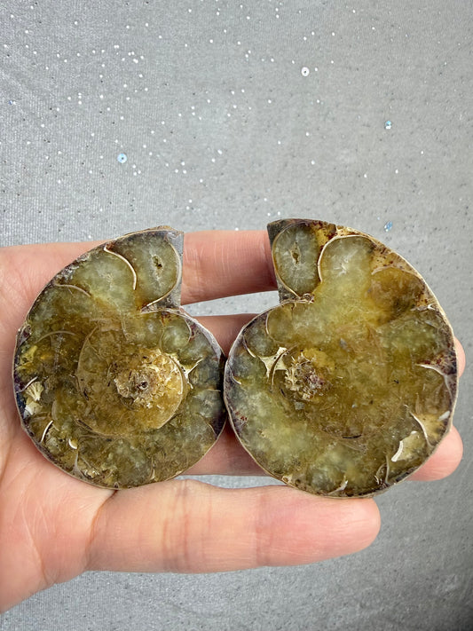 Fossil Ammonitt(1 par)