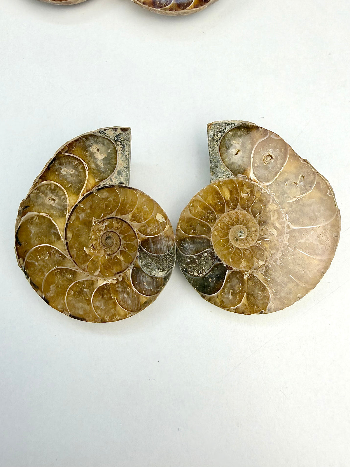 Fossil Ammonitt(1 par)