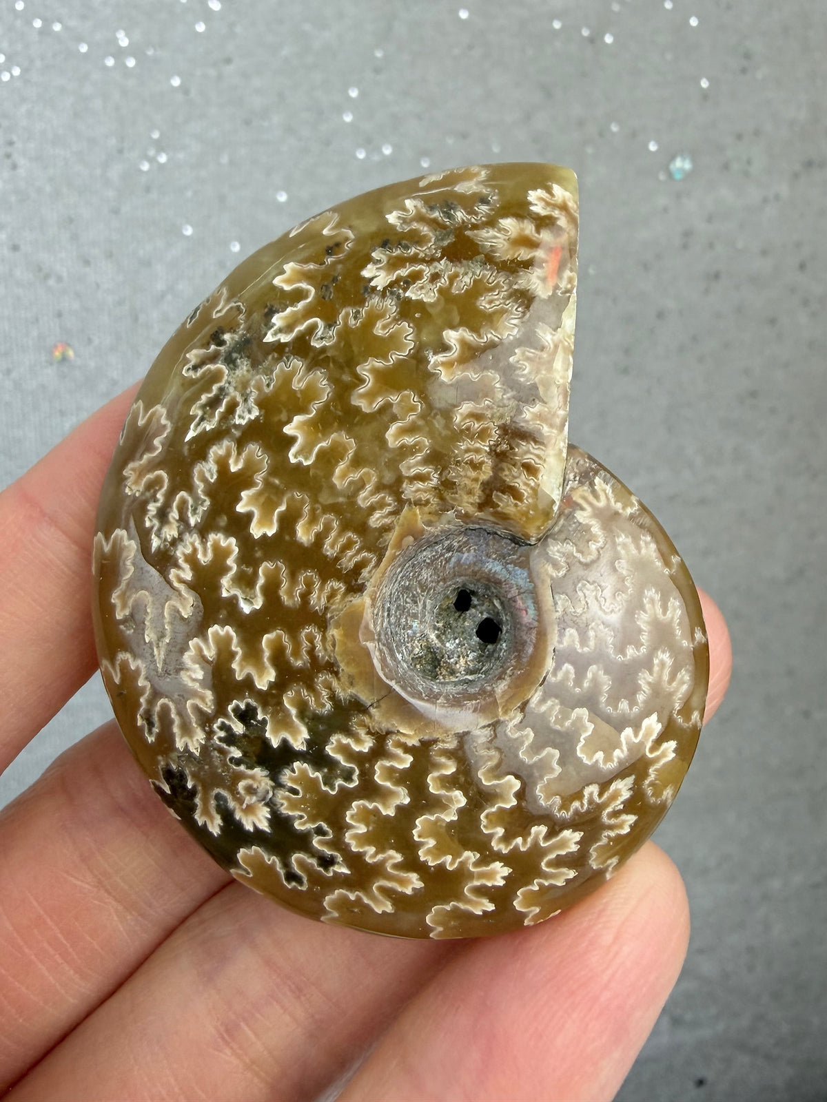 Fossil Ammonitt, God kvalitet