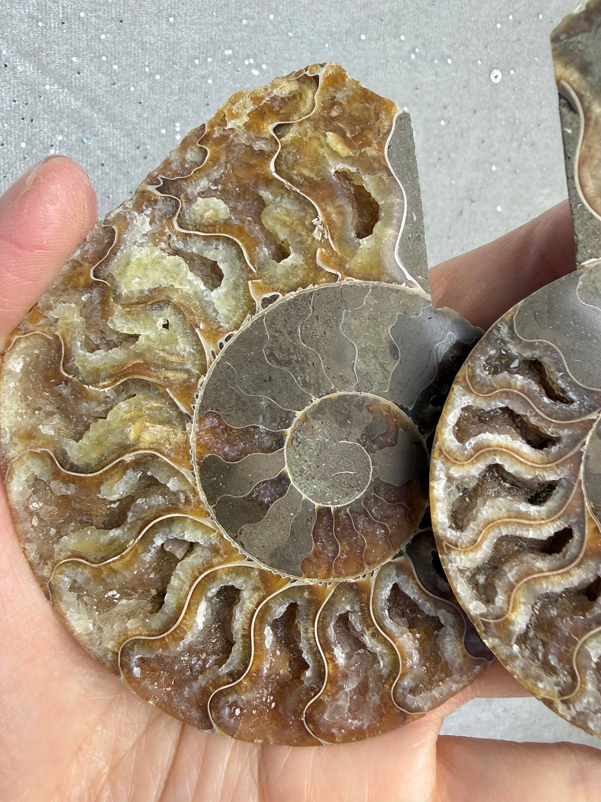 Fossil Ammonitt(1 par)