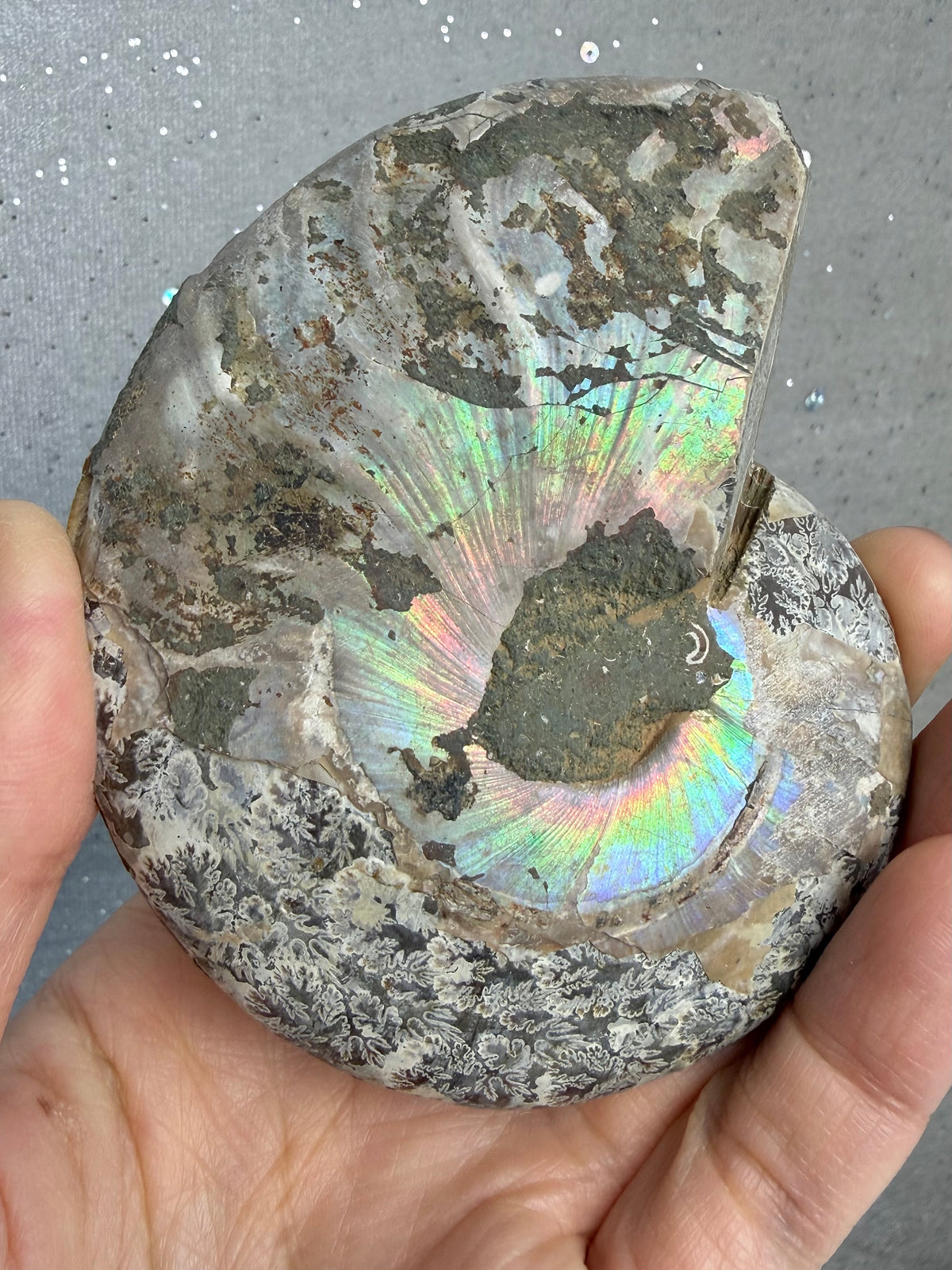 Fossil Ammonitt(1 par)