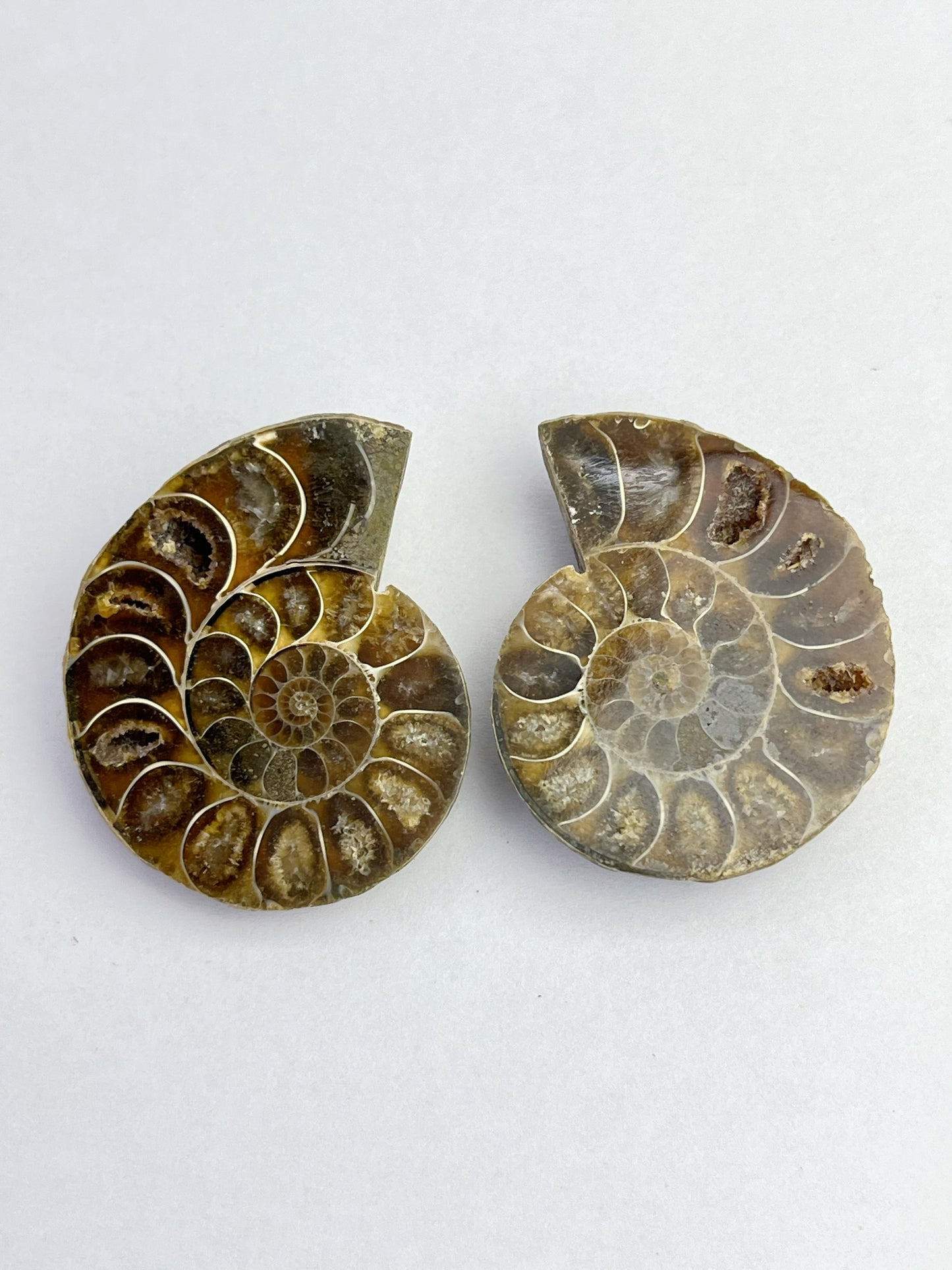 Fossil Ammonitt(1 par)