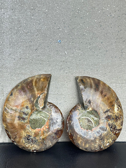 Fossil Ammonitt (1par)