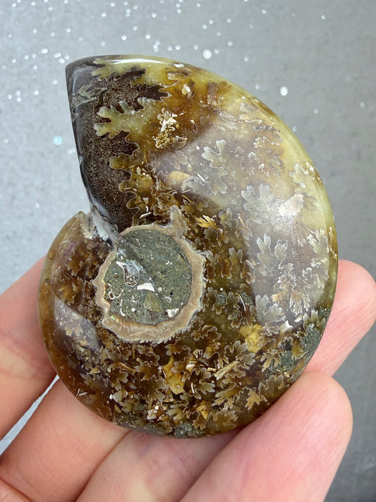 Fossil Ammonitt