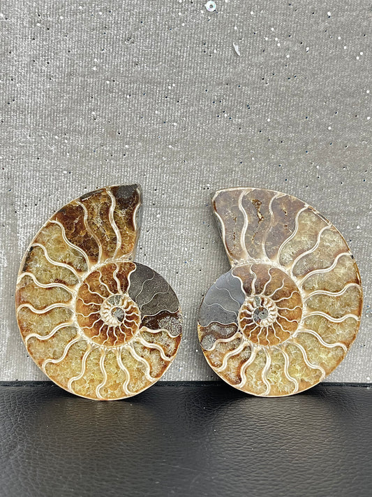 Fossil Ammonitt (1par)