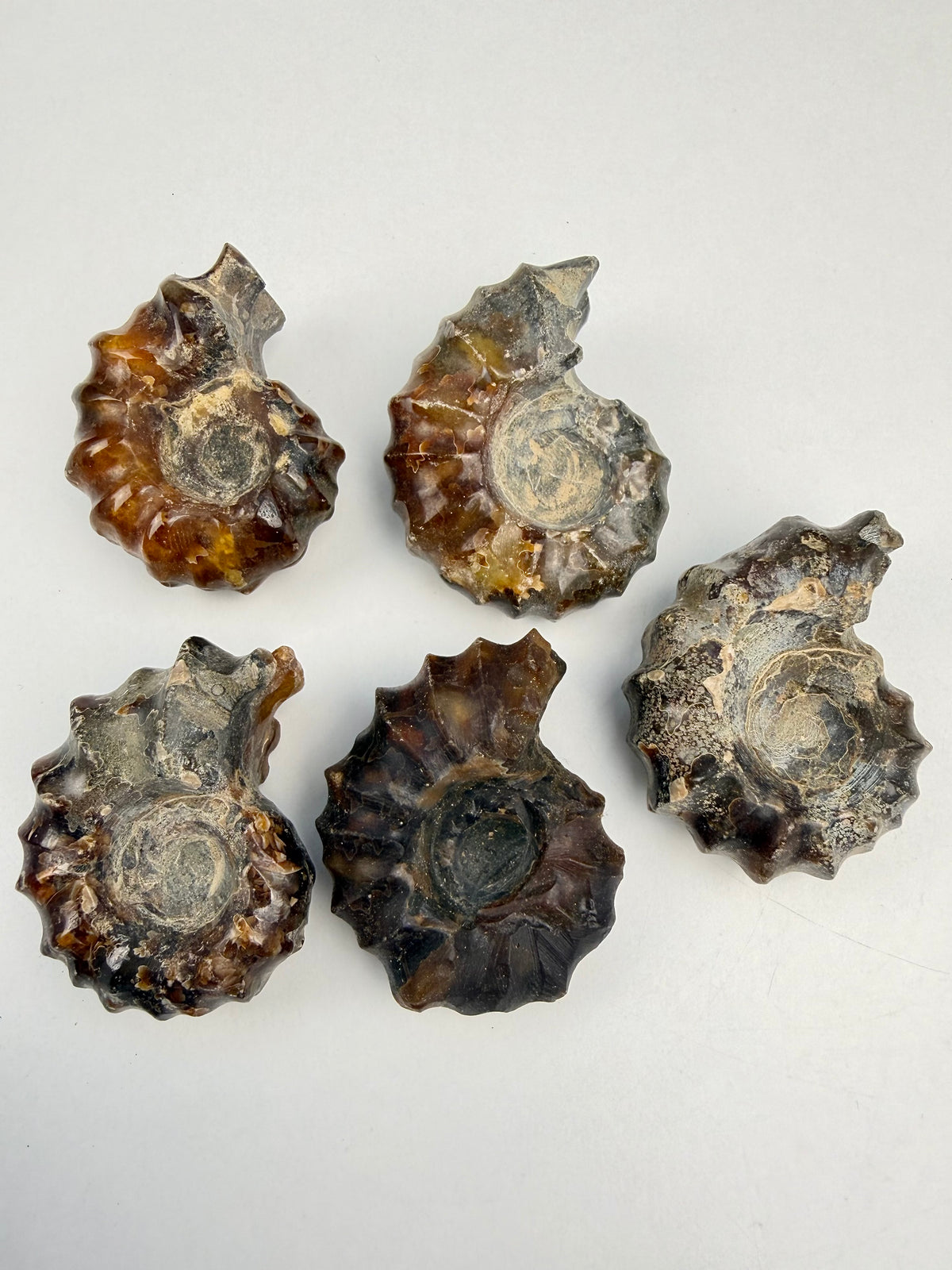 Polert Fossil Ammonitt (Douvilleiceras)